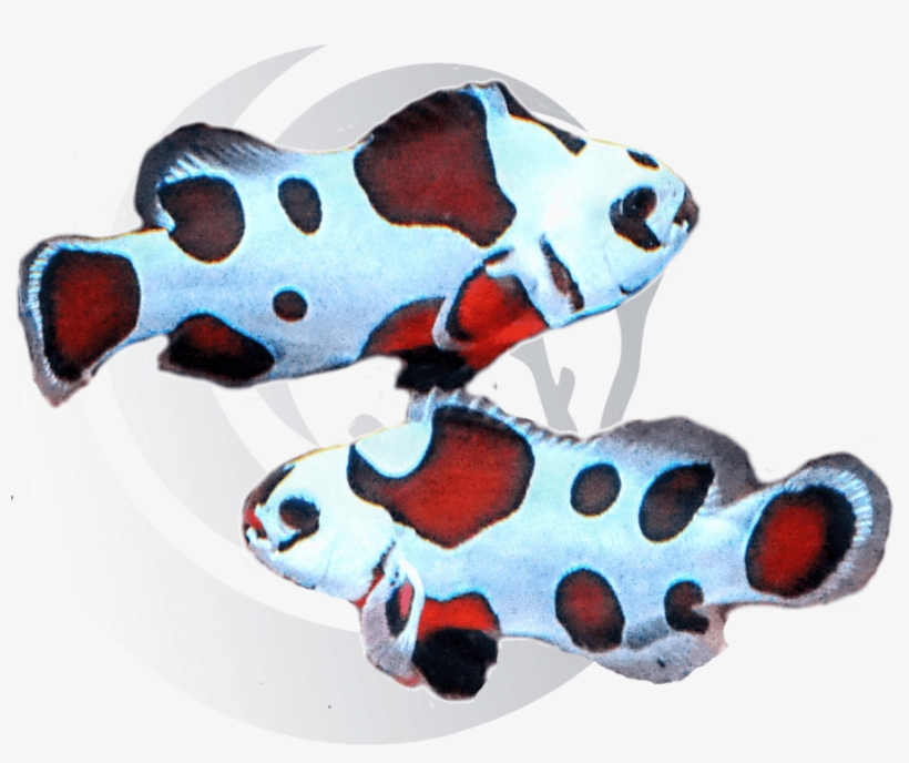 Mocha Storm Clown Fish - Clownfish, transparent png
