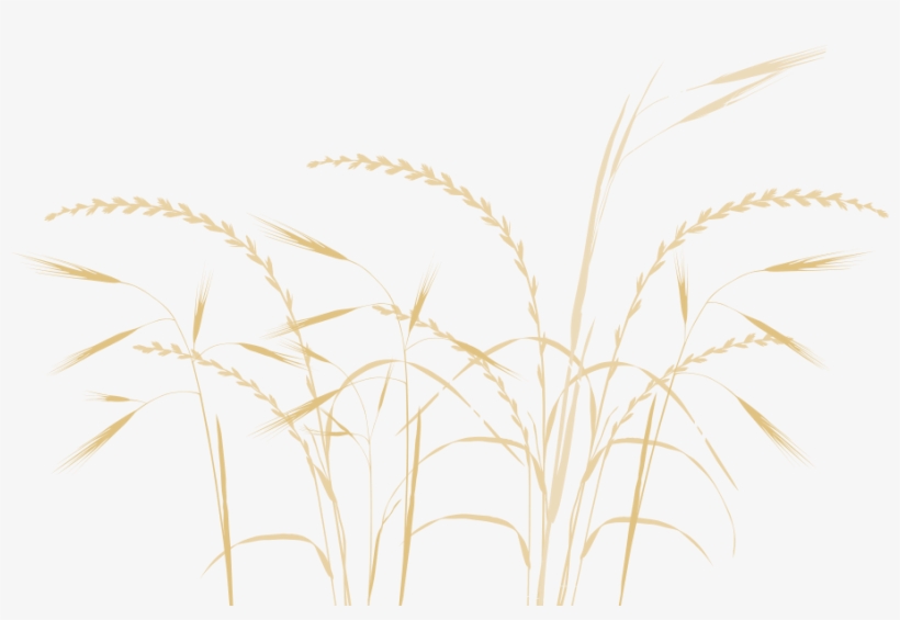 Phragmites, transparent png