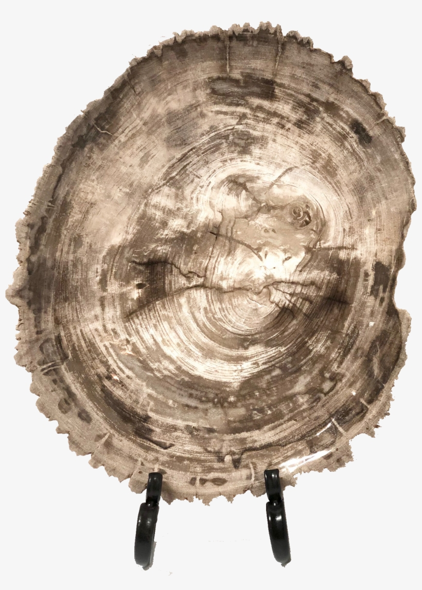 Paul Michael Company Exclusives Translation Missing, transparent png