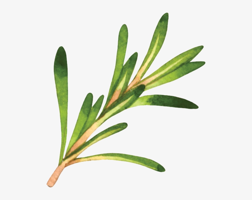 Rosemary - Mindful Vegan By Lani Muelrath, transparent png
