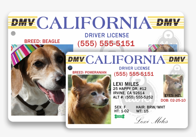 Lilo Id Sizes Available - Companion Dog, transparent png