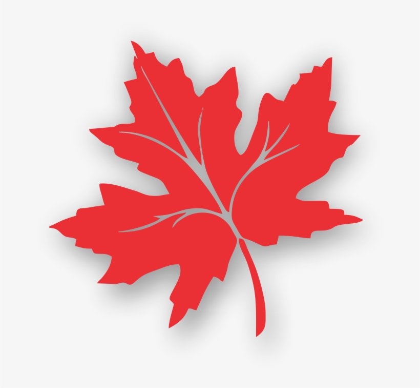 Maple Leaf Clipart Kashmir - Red Leaf Of Chinar, transparent png