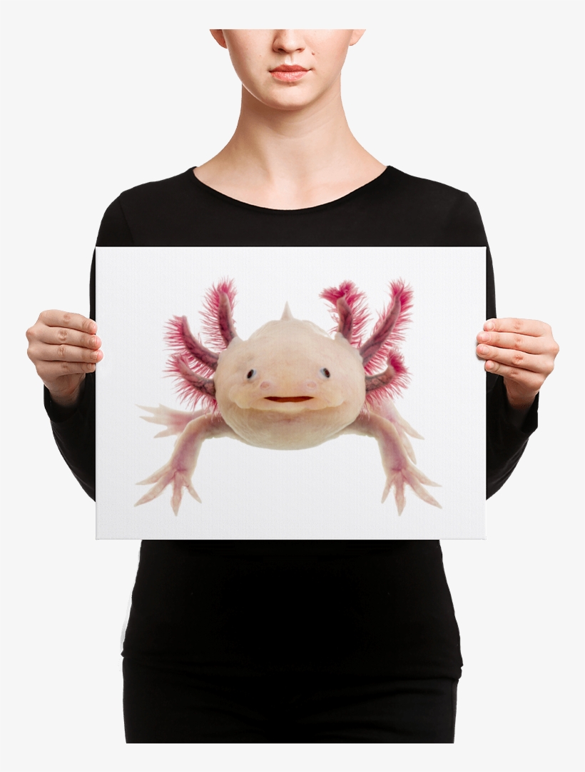 Axolotle Canvas - Black Mask Fawn French Bulldog Is Ready, transparent png