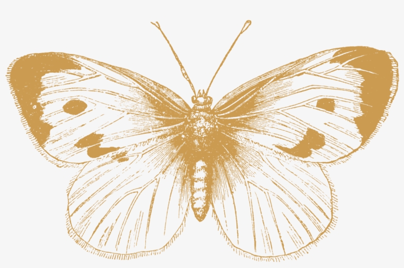 Columbia Bitters Company - Butterfly Black And White Illustration, transparent png