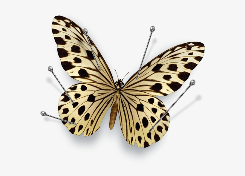 Search Butterfly - Schmetterlings-kindermaterial Postkarte, transparent png