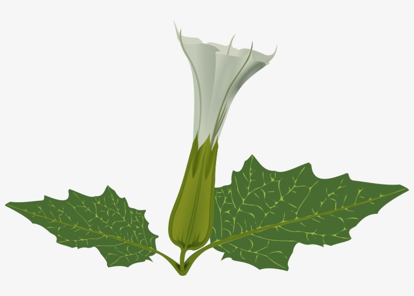 Stramonium Flower - Datura Clipart, transparent png
