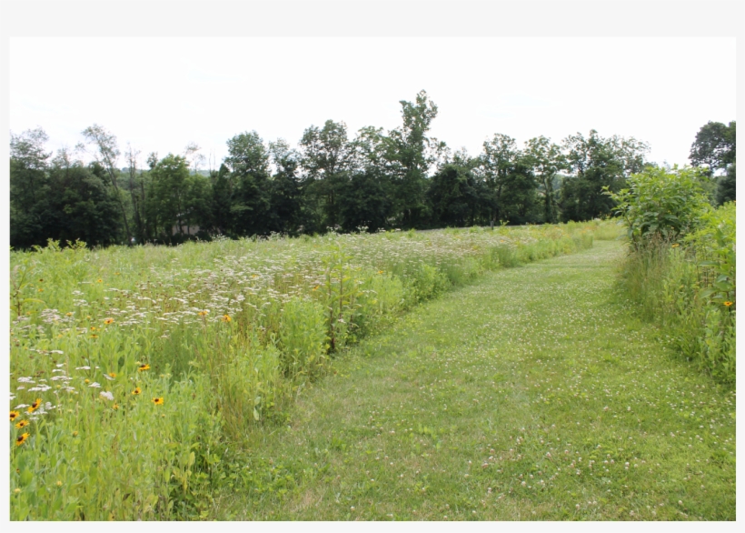 Churchview Park Is A - Field, transparent png