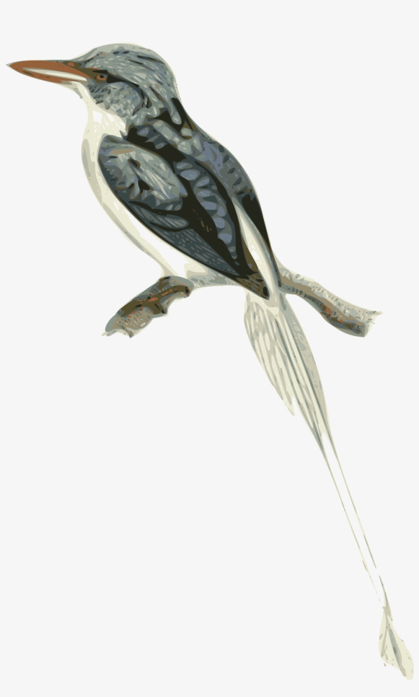 Birds Branch Cliparts 17, Buy Clip Art - Biak Paradise Kingfisher, transparent png