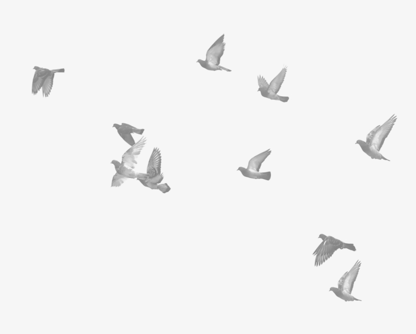 More Birds - Bild Glass, transparent png
