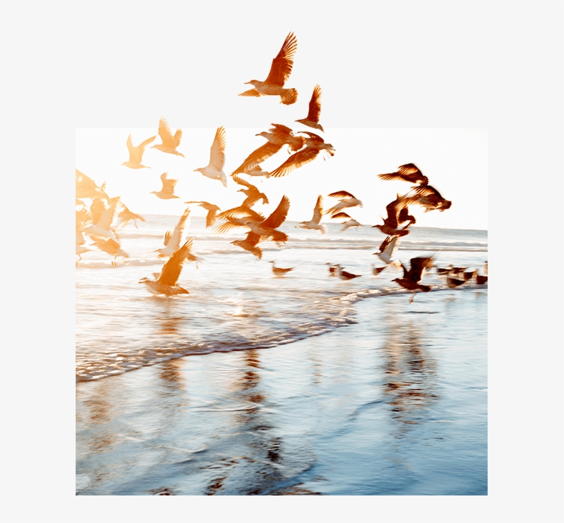 Birds, transparent png