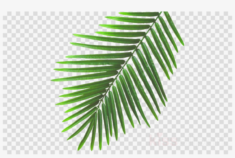 Summer Leaves Png Clipart Leaf Clip Art - Beach Leaves Png, transparent png