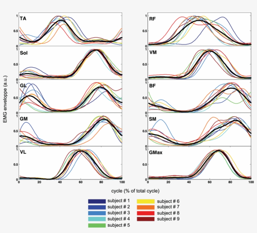 Emg Envelope For 10 Lower Limb Muscles Obtained In - オゾン 層, transparent png