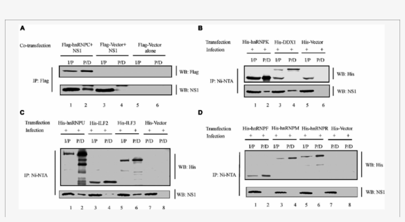 Pcdna Ns1 Was Co Transfected With Plasmid Encoding - Transfection, transparent png
