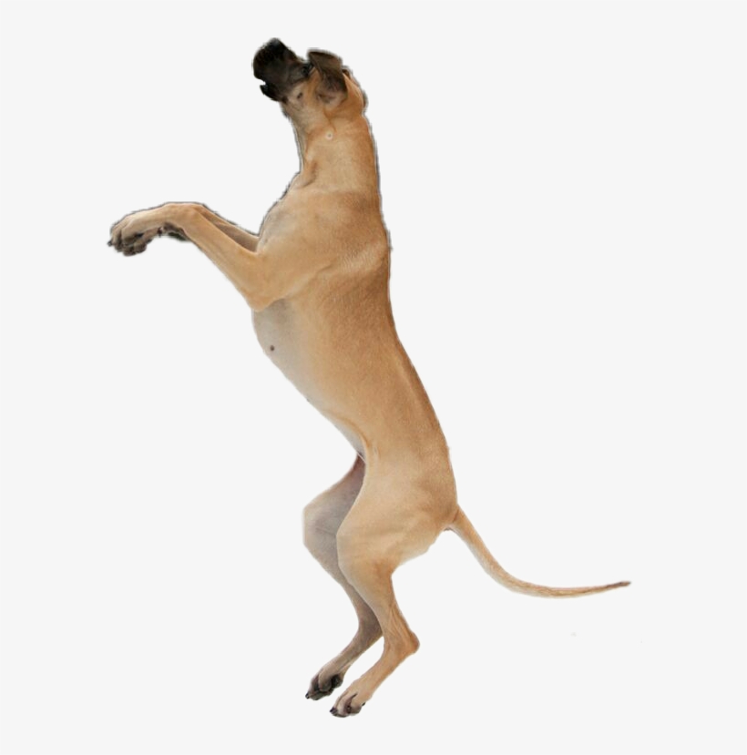 Report Abuse - Dog, transparent png