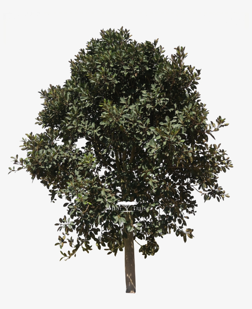 Ficus Rubiginosa - Fig Tree Clip Art, transparent png