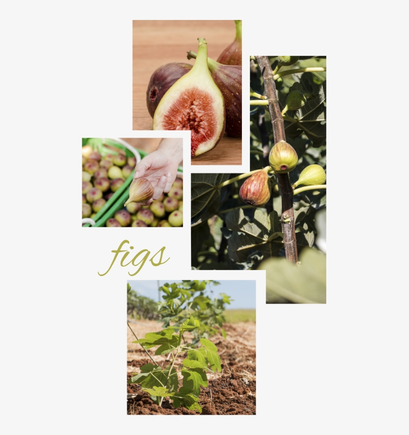 There Is Only One Commercial Variety Cultivated In - Cluster Fig Tree, transparent png
