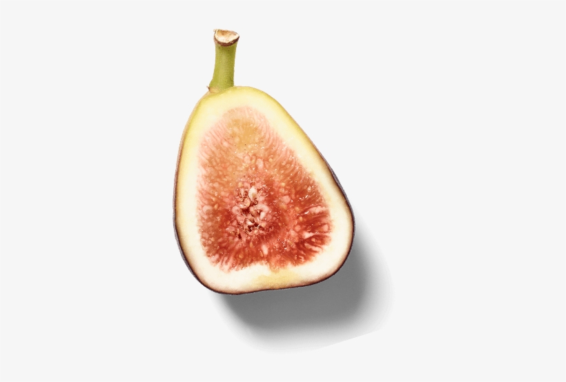 Images - Common Fig, transparent png