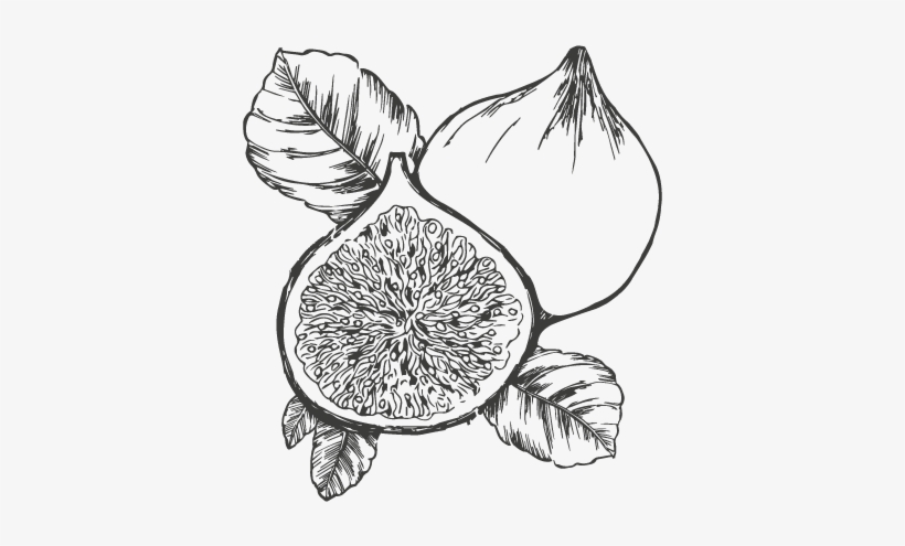 Fig Milk - Sketch, transparent png