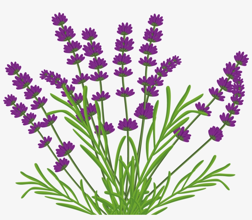 Lavender Bush Png By Kibblywibbly On Deviantart - Vector Lavender Bush, transparent png