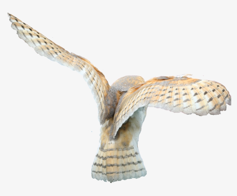 Share This Image - Barn Owl Wings Transparent, transparent png