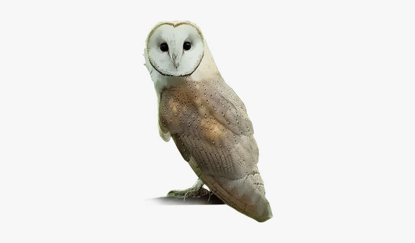 Common Barn-owl - Barn Owl Png, transparent png
