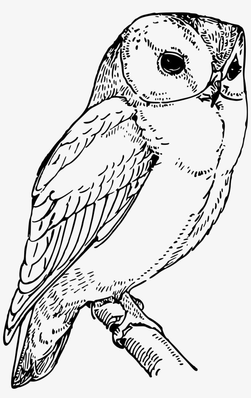 Banner Laughing Big Image Png - Owl Images For Drawing, transparent png