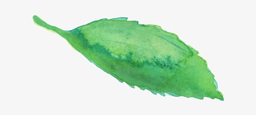 Shop Tea - West Indian Gherkin, transparent png