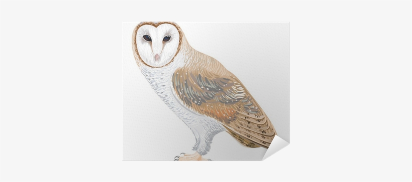 Drawing, transparent png
