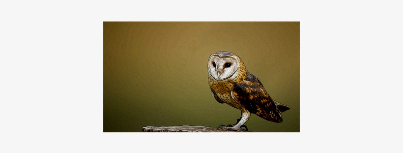 Barn Owl, transparent png