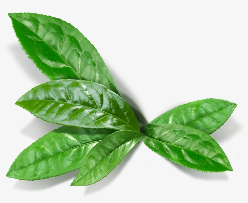 Matcha Leaf - Matcha Leaf Png, transparent png