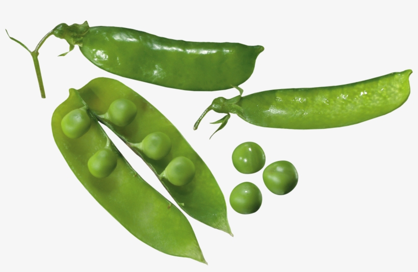 Pea Plant Transparent Background, transparent png