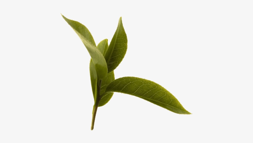 Green Tea Leaf, transparent png