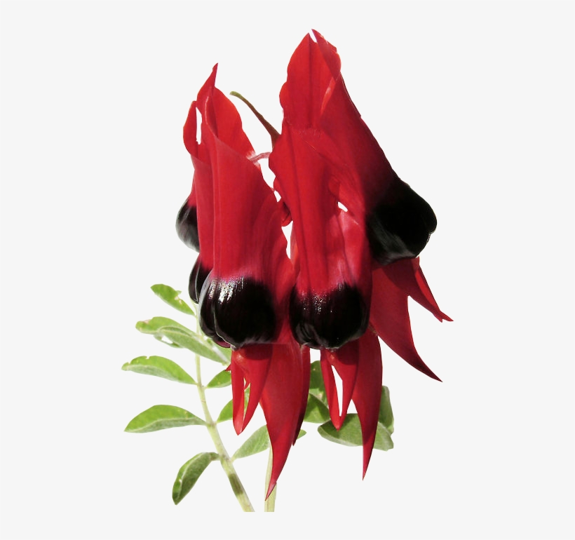 Sturts Desert Pea - Garden Roses, transparent png