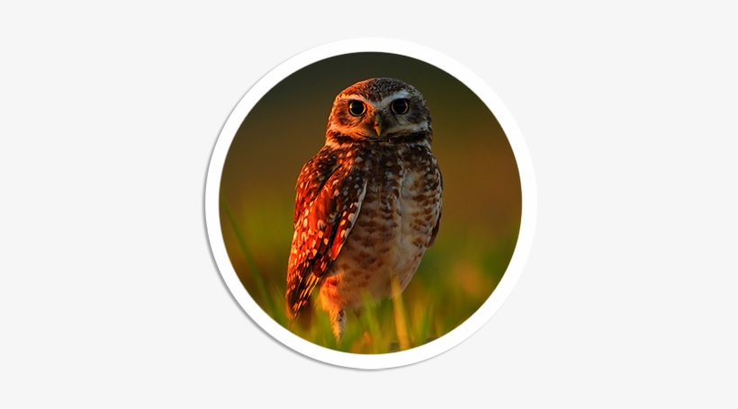 Owl Png Picture - Burrowing Owl, transparent png