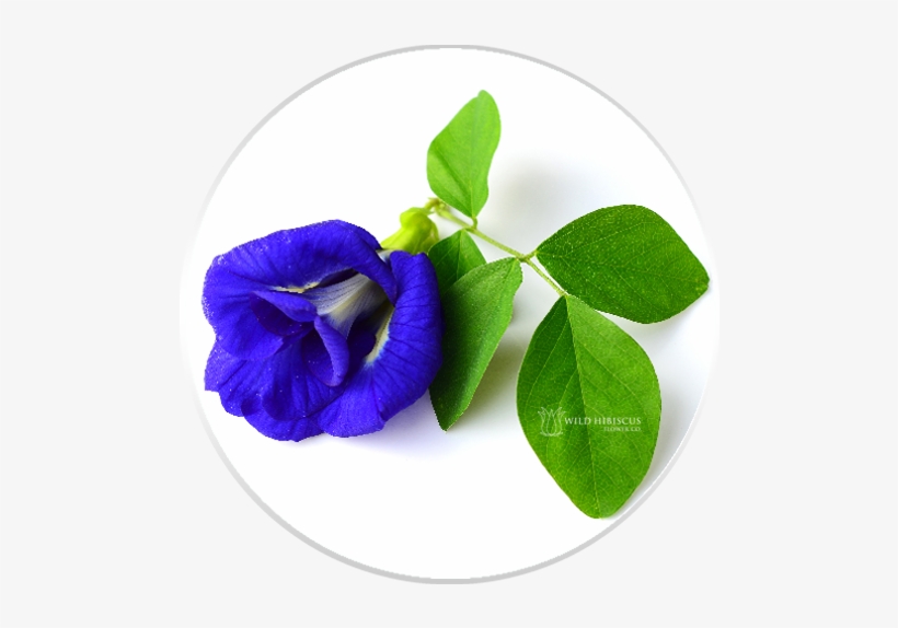 Butterfly Pea Flowers Dried Whole - Butterfly Pea Flower, transparent png
