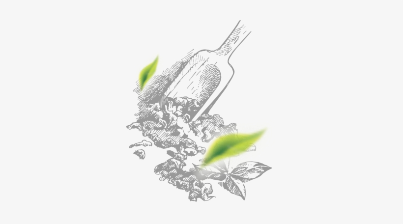 We Begin From Selecting The Finest Tea Leaves - Illustration, transparent png