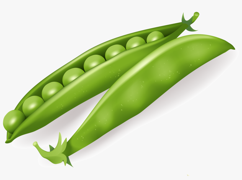 Free Png Pea Png Images Transparent - Vegetables Vector Free, transparent png