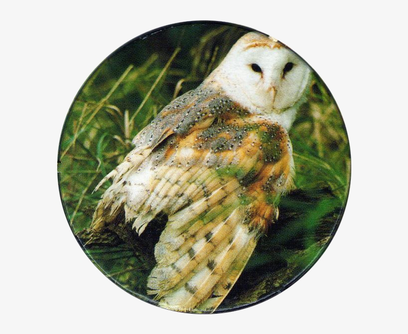 Cadbury Birds Of Prey Flip Em's 04 Barn Owl - Bird Of Prey, transparent png