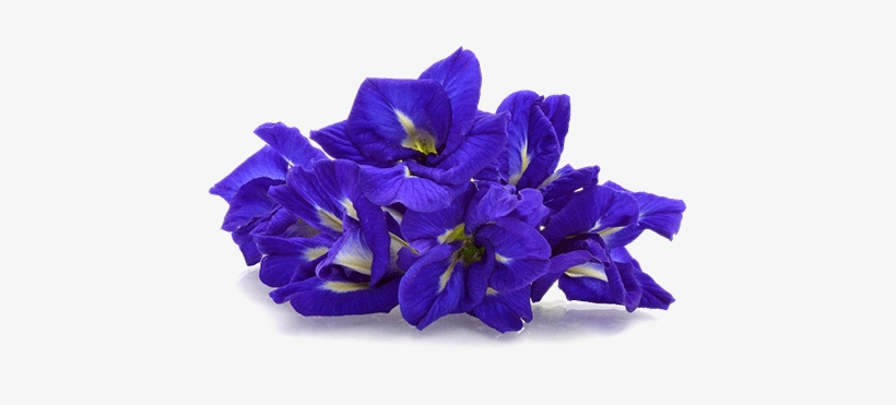 Butterfly Pea - Butterfly Pea Flower Png, transparent png