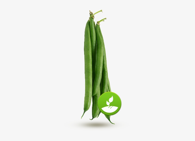 Bean 1496066775 - Haricot Vert Hd Png, transparent png