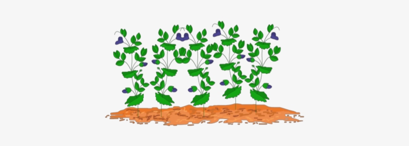 Jpg Library Free On Dumielauxepices Net - Clipart Of Pea Plant, transparent png