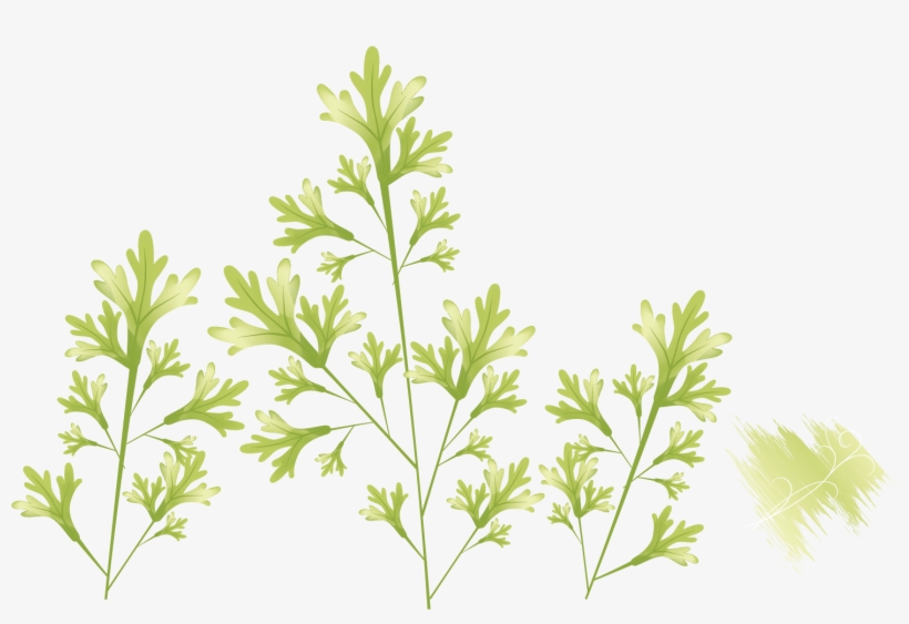 Leaf Photography Illustration Green Material - Leaf, transparent png