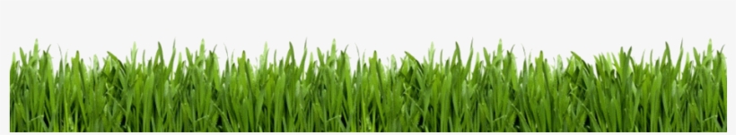 Green Grass Stock Photo - Lawn Care Business Guide [book], transparent png