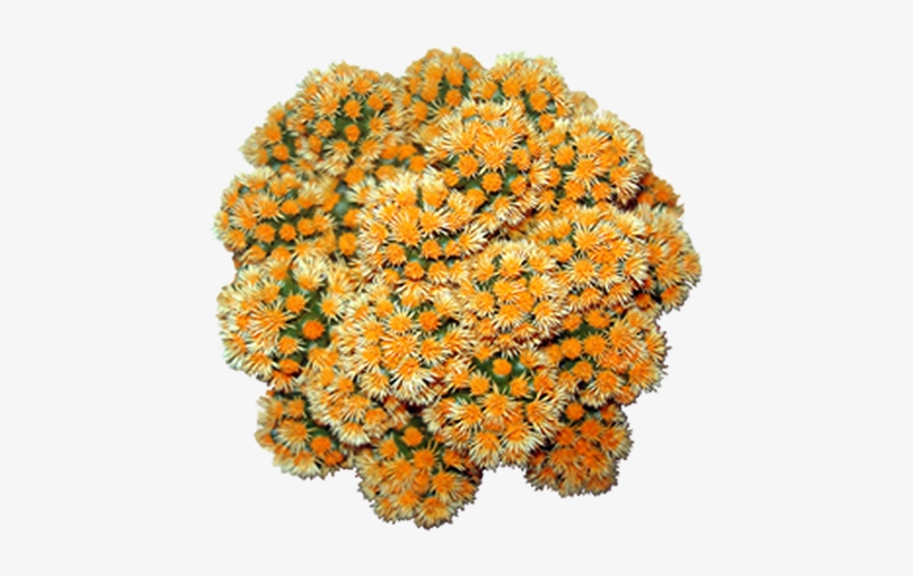 Common Zinnia, transparent png