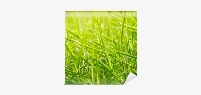 Download, transparent png