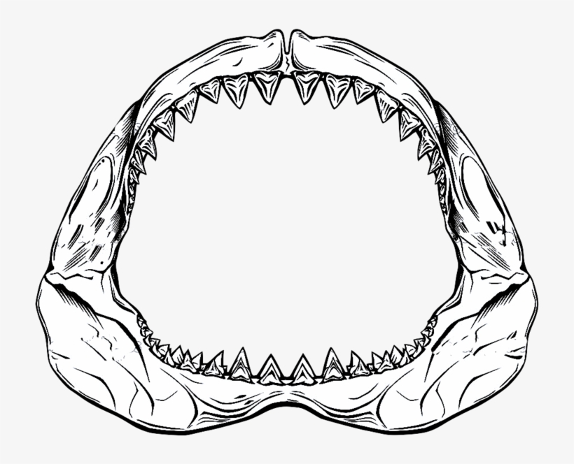 Shark Jaw Drawing At Getdrawings - Shark Jaw Drawing, transparent png