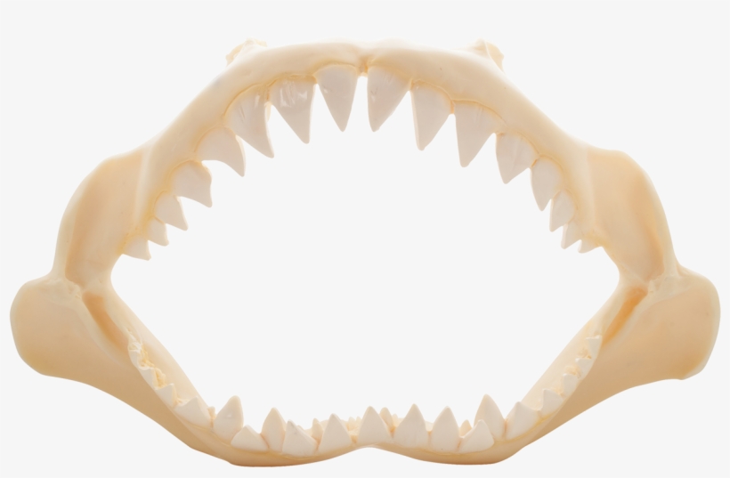 Shark Jaw Polyresin 10" - Shark Jaw Poly Resin 10", transparent png