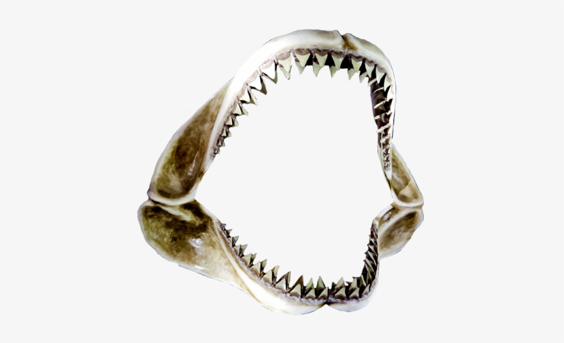Open Shar Jaws - Shark Jaws, transparent png