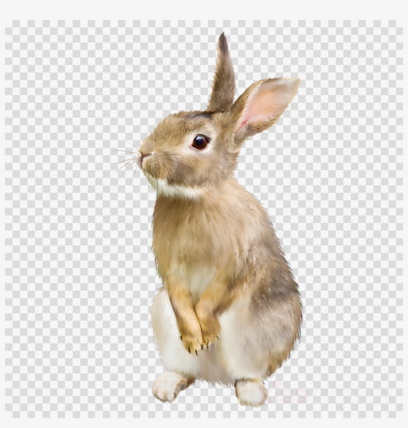 Download Whats Your Bunny Name Clipart Easter Bunny - Animals Blowing Bubble Gum, transparent png
