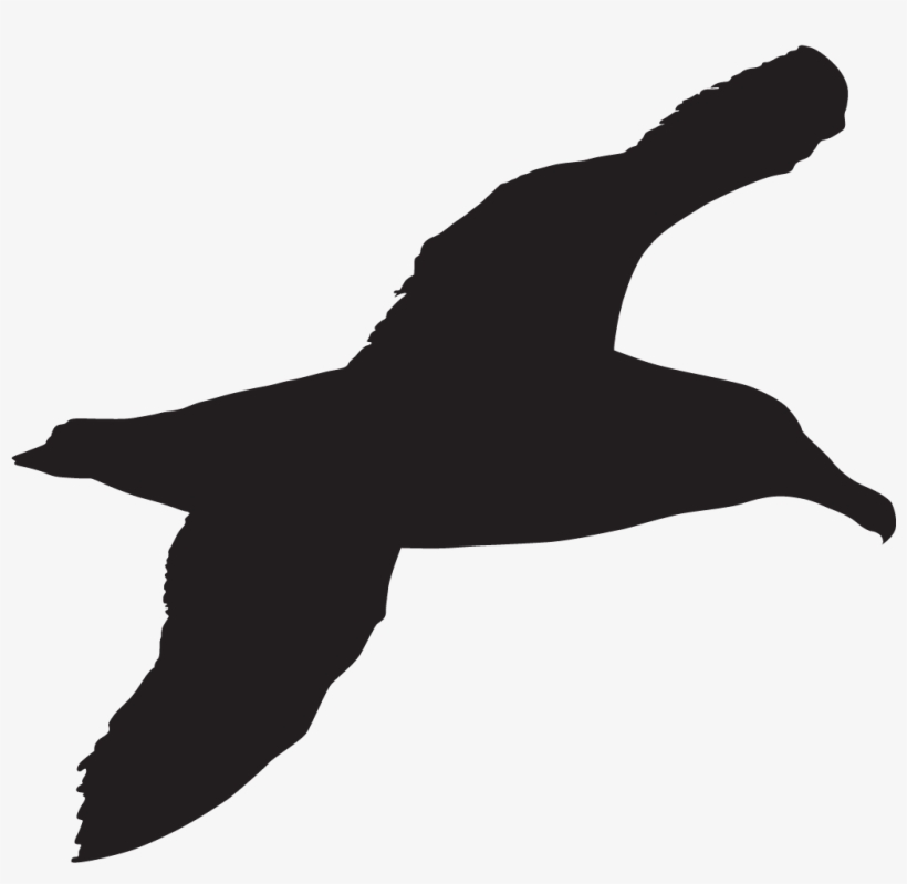 Popular Images - Sea Bird Silhouette, transparent png